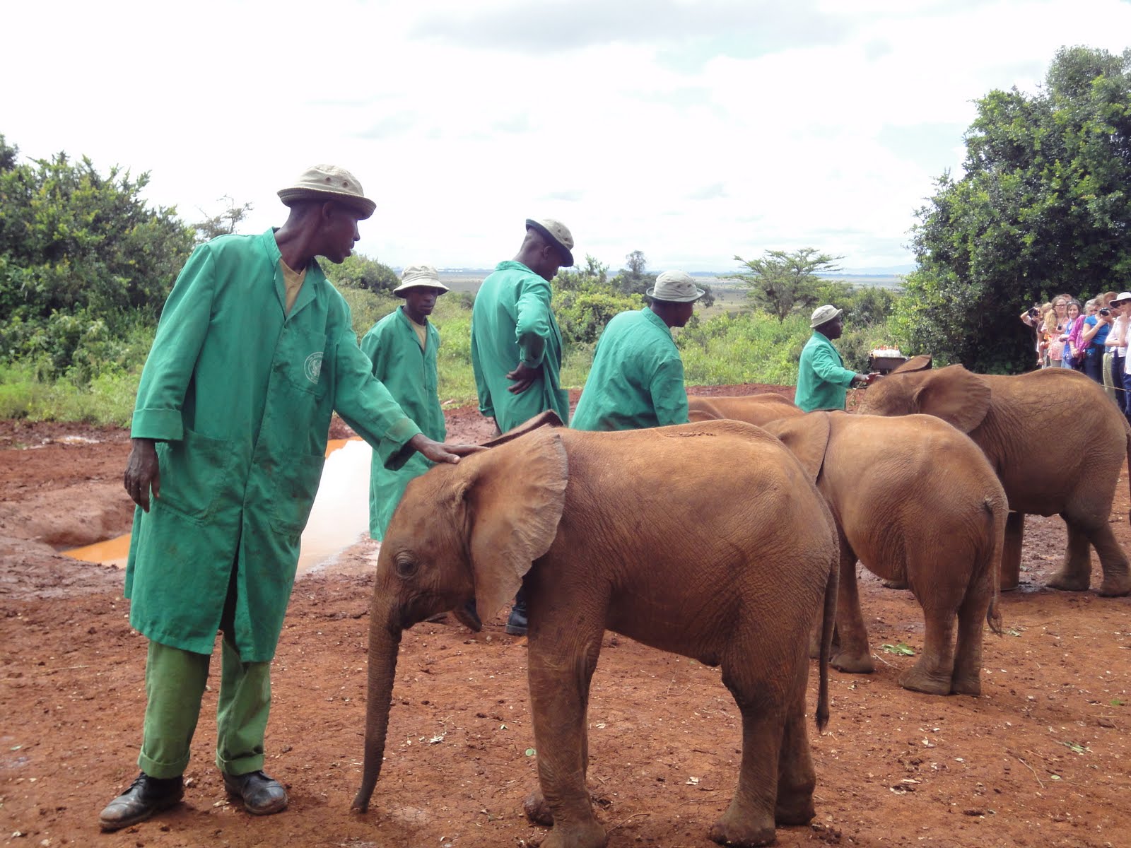 Daphne Sheldricks ELephant Orphanage Nairobi